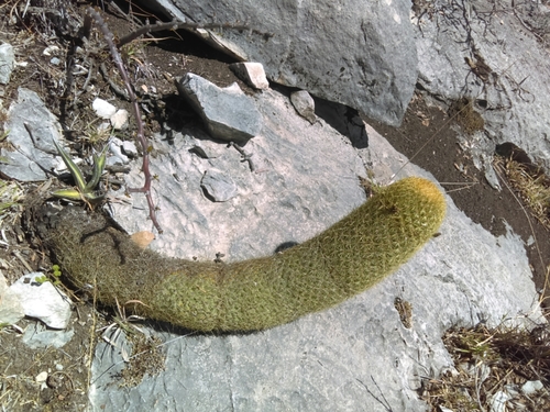 Coryphantha erecta (Coryphantha erecta)