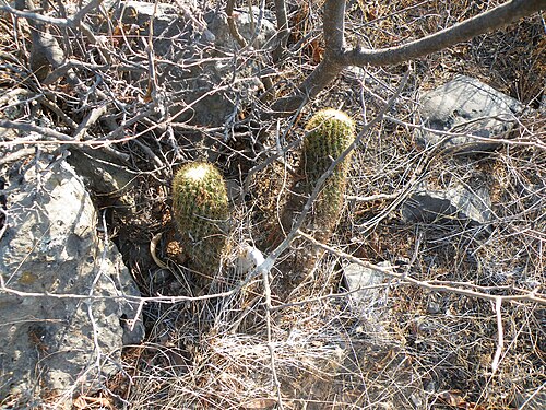 Coryphantha erecta: Queretaro, Queretaro