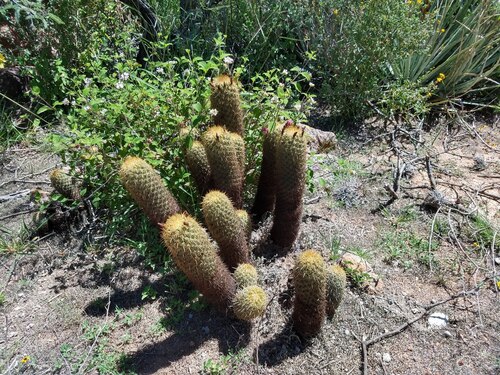 Coryphantha erecta (Coryphantha erecta)
