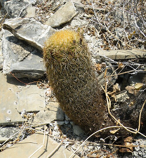 Coryphantha erecta: Pena Blanca, Queretaro