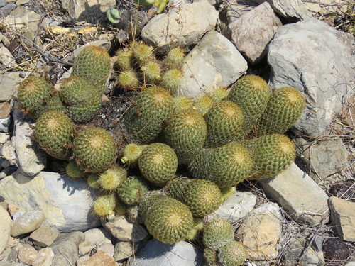 Coryphantha erecta (Coryphantha erecta)