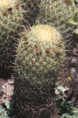 Coryphantha erecta (Coryphantha erecta)
