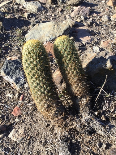 Coryphantha erecta (Coryphantha erecta)