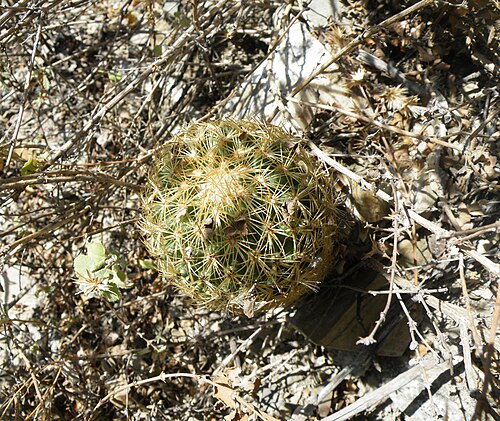 Coryphantha erecta: Near Agua fria, Queretaro