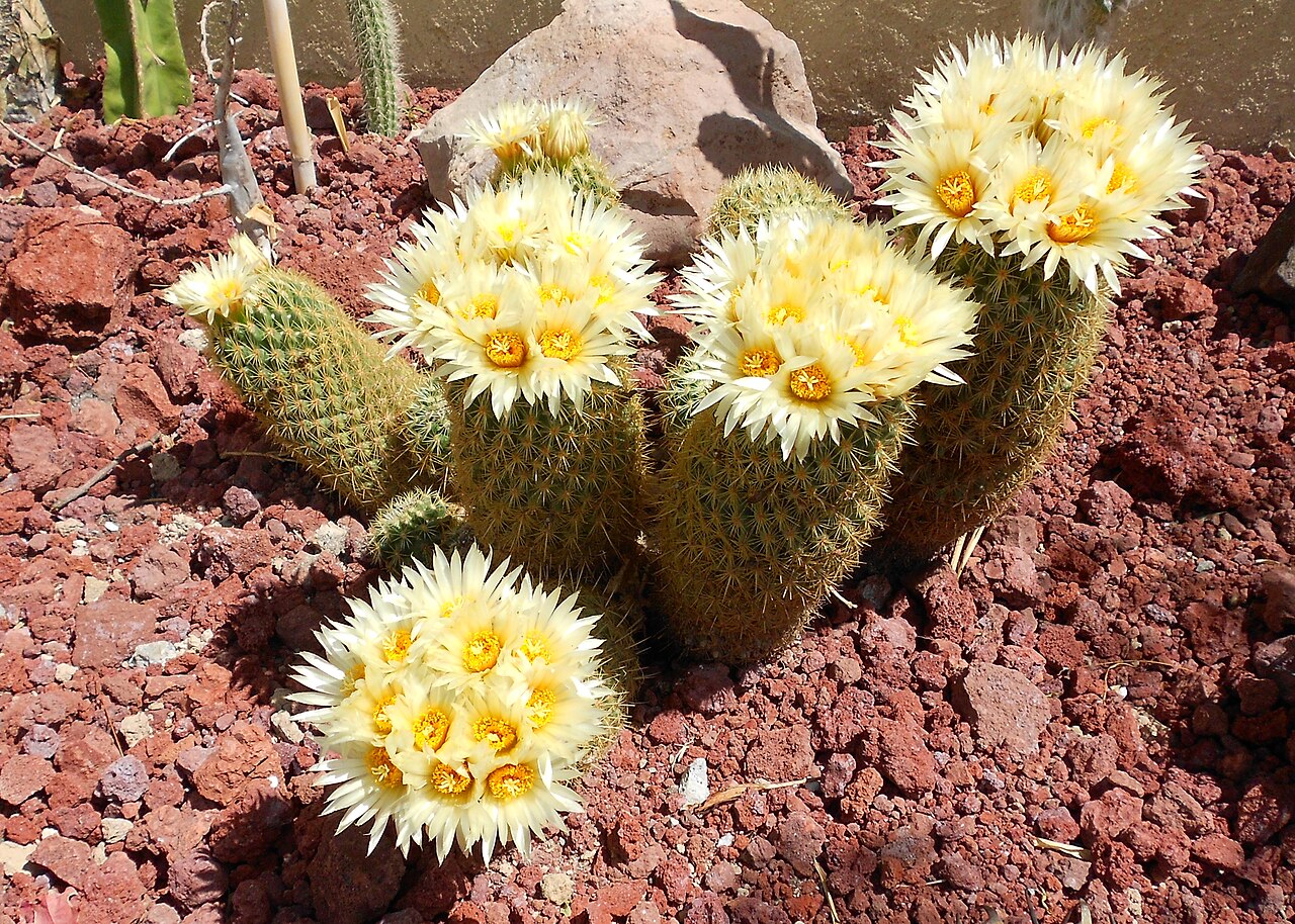Coryphantha erecta: Coryphantha erecta Floreando