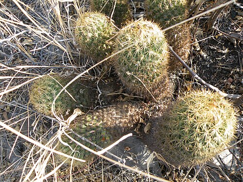 Coryphantha erecta: Queretaro, Queretaro