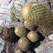 Coryphantha erecta (Coryphantha erecta)