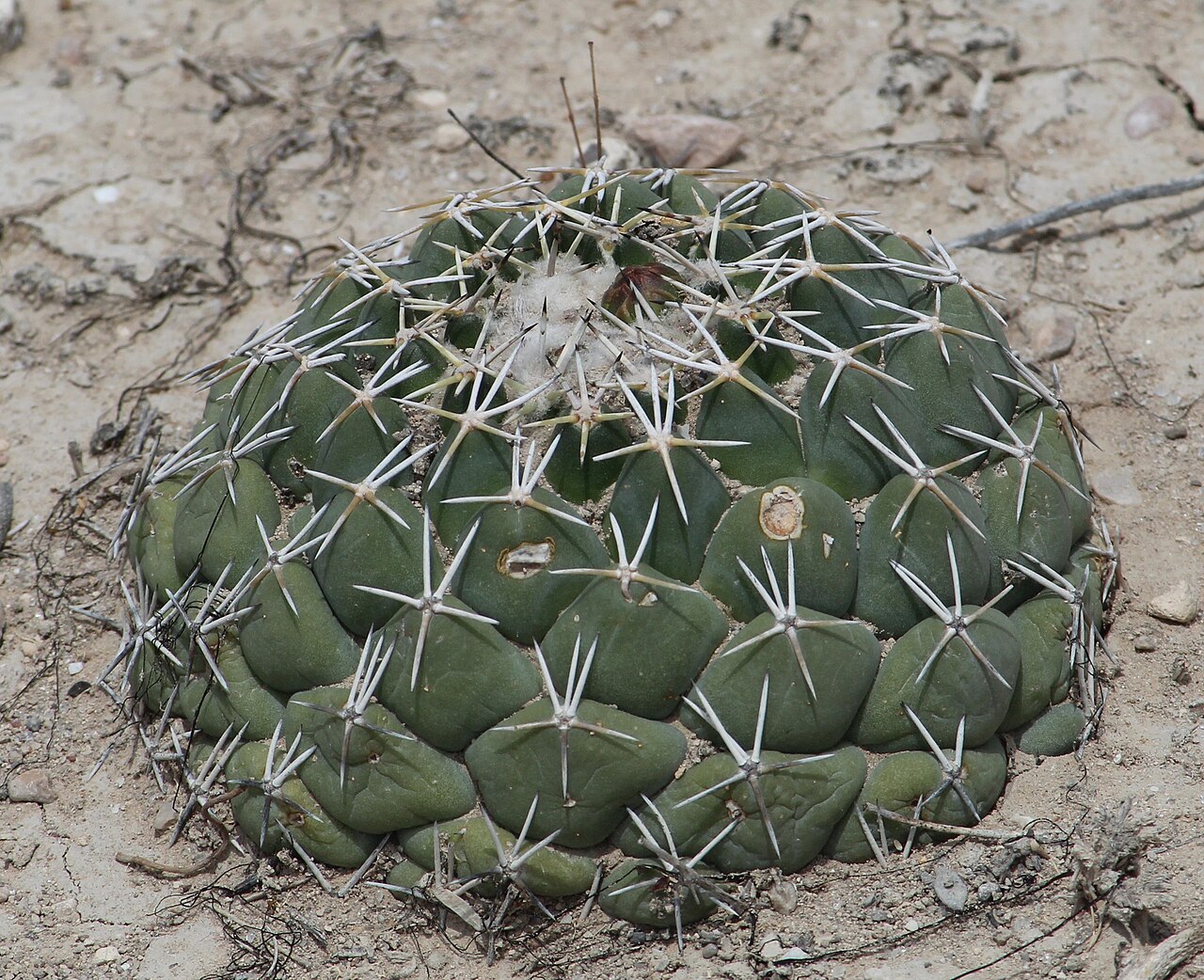Cactus: Coryphantha maiz-tablasensis in Mexico