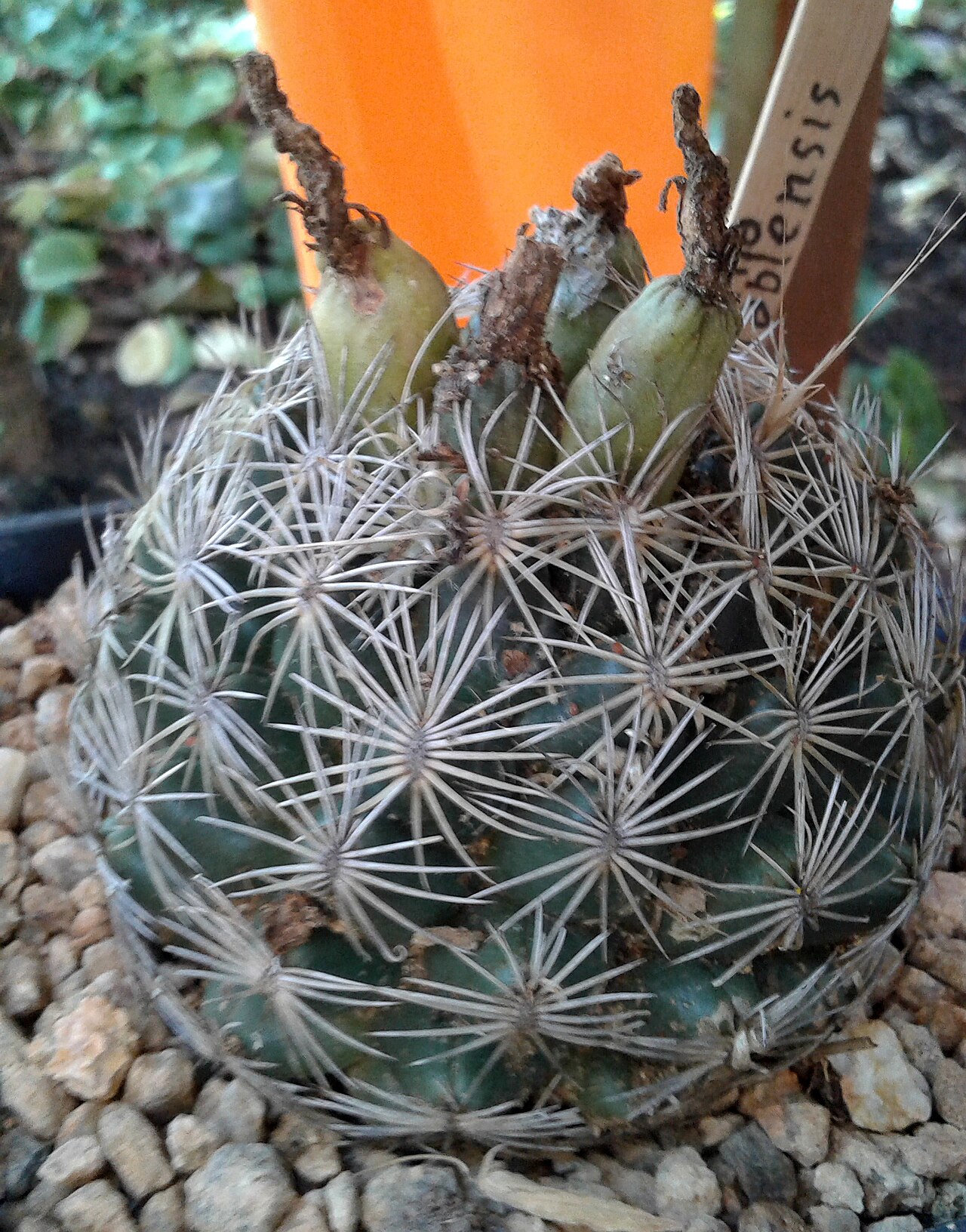 Cactus: Coryphantha maiz-tablasensis, Coryphantha maiz-tablensis o Biznaga partida de las Tablas.