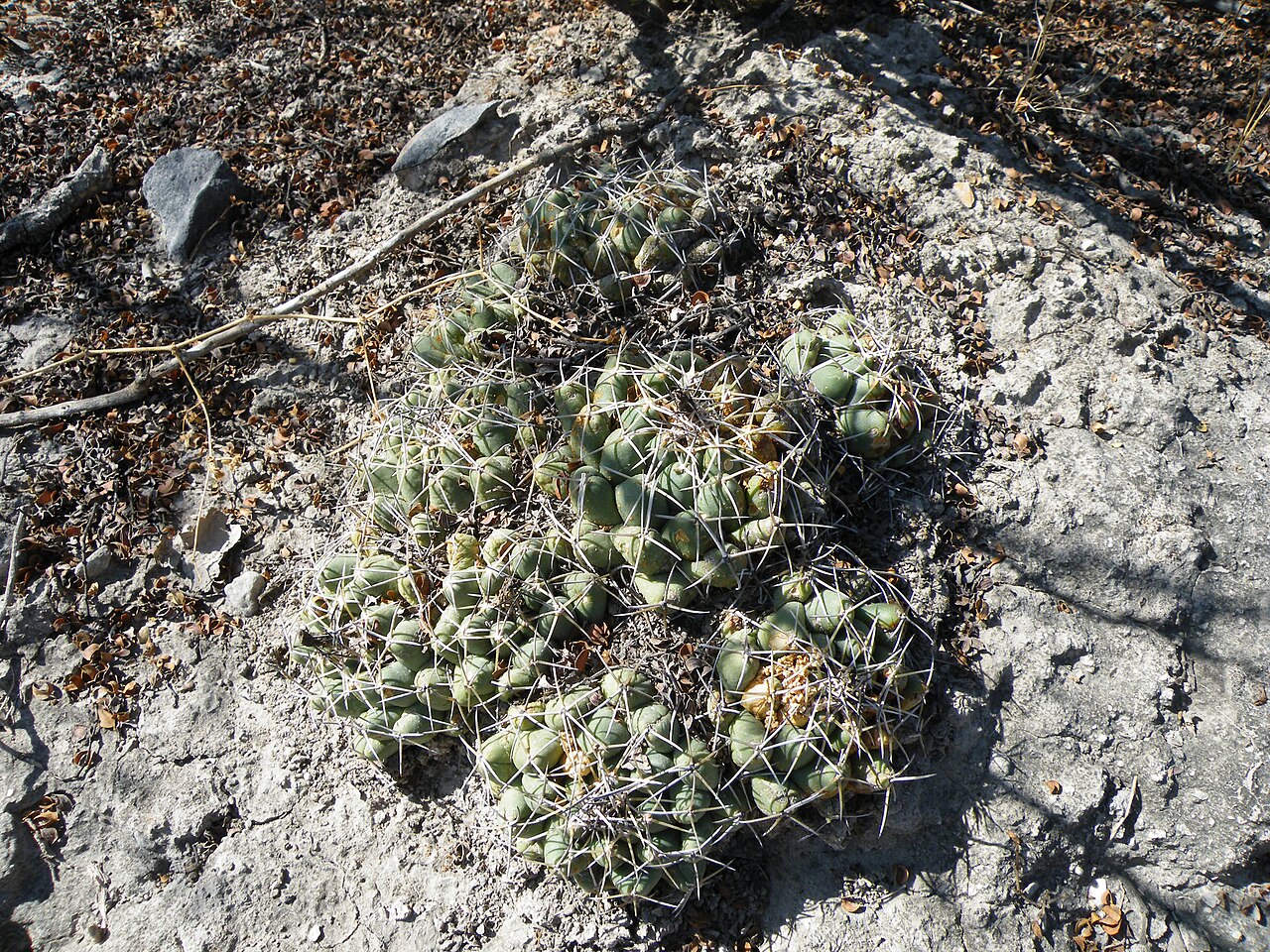 Cactus: Near La Morita, San Luis Potosi