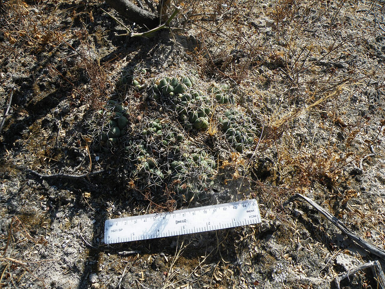 Cactus: North of la Morita, San Luis Potosi