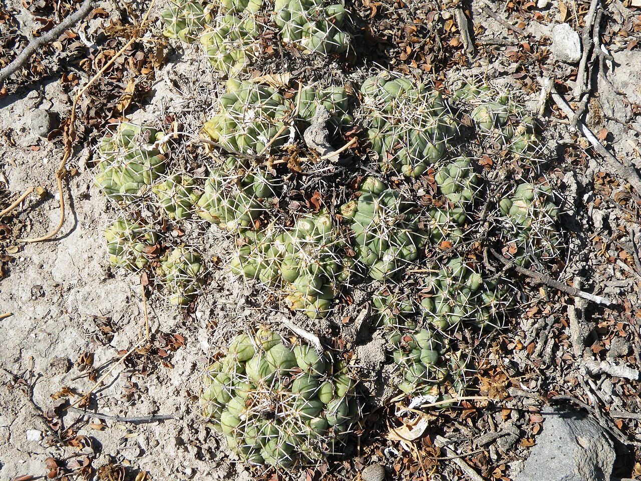 Cactus: Near La Morita, San Luis Potosi