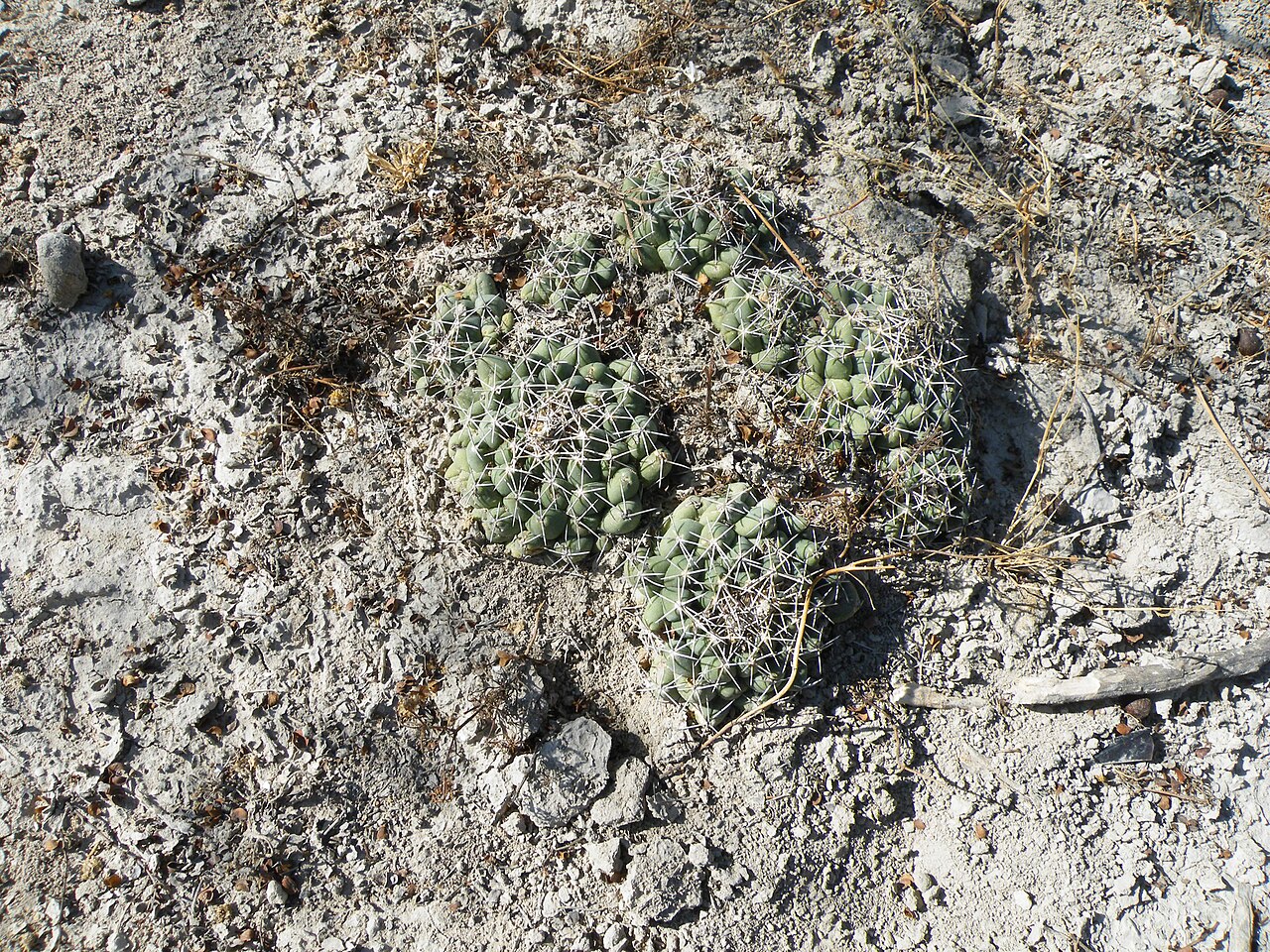 Cactus: North of la Morita, San Luis Potosi