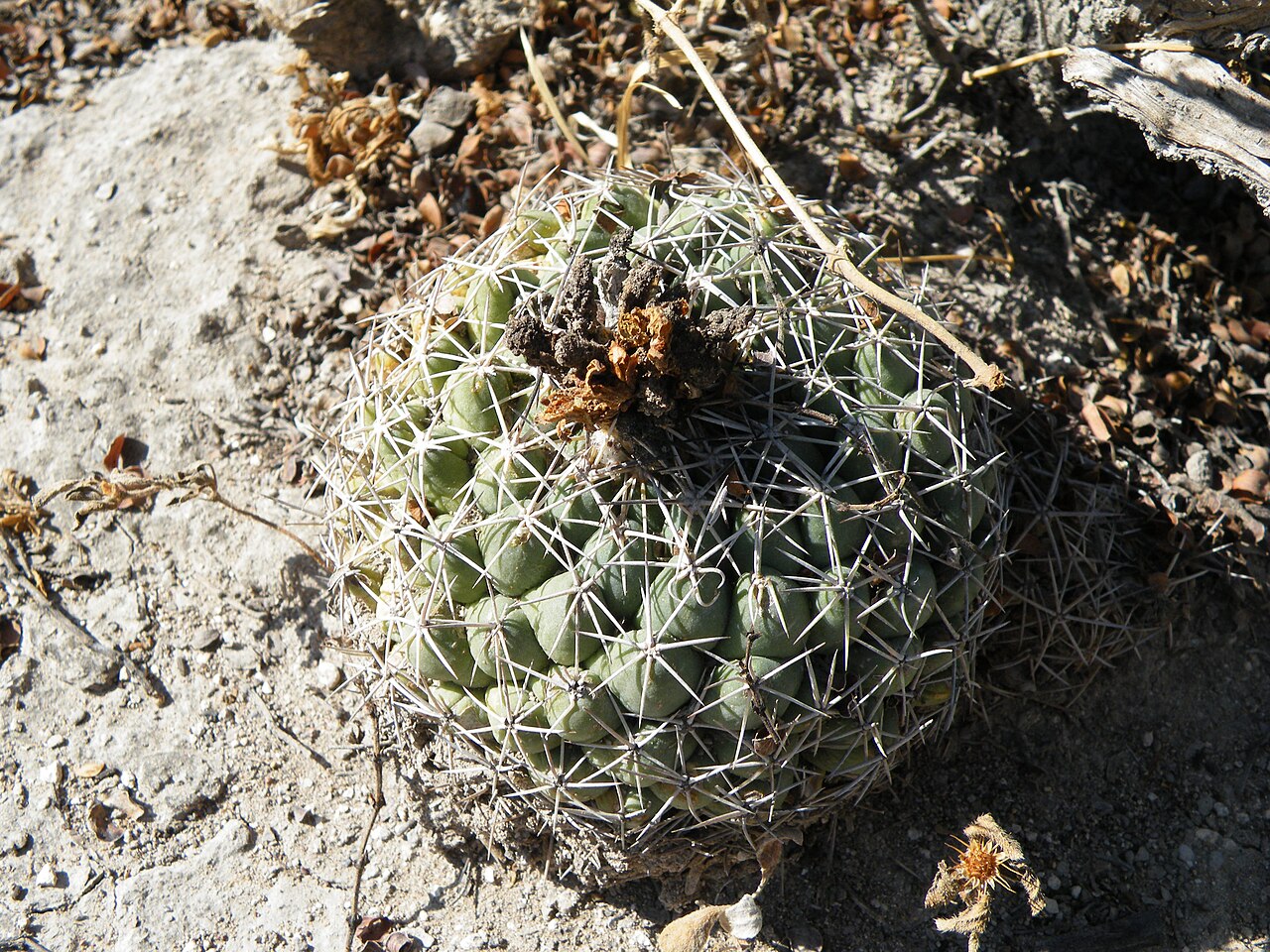 Cactus: Near La Morita, San Luis Potosi
