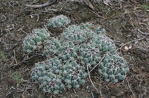 Cactus: Coryphantha maiz-tablasensis in Mexico