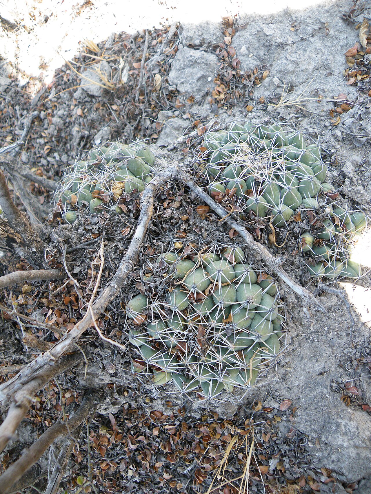 Cactus: Near La Morita, San Luis Potosi