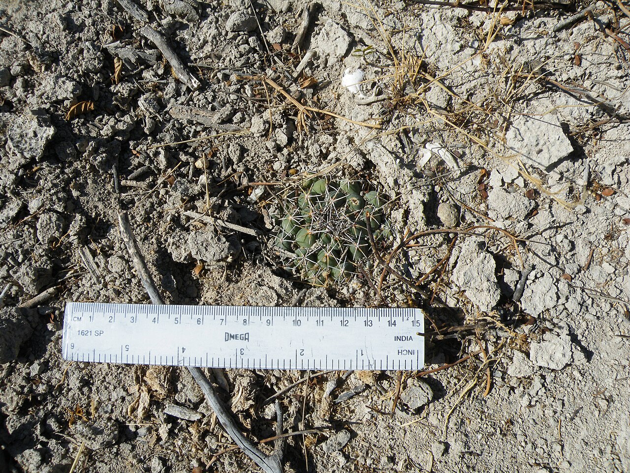 Cactus: North of la Morita, San Luis Potosi