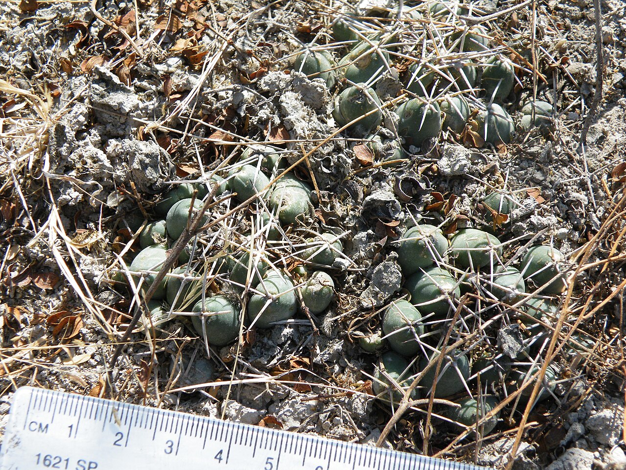 Cactus: North of la Morita, San Luis Potosi
