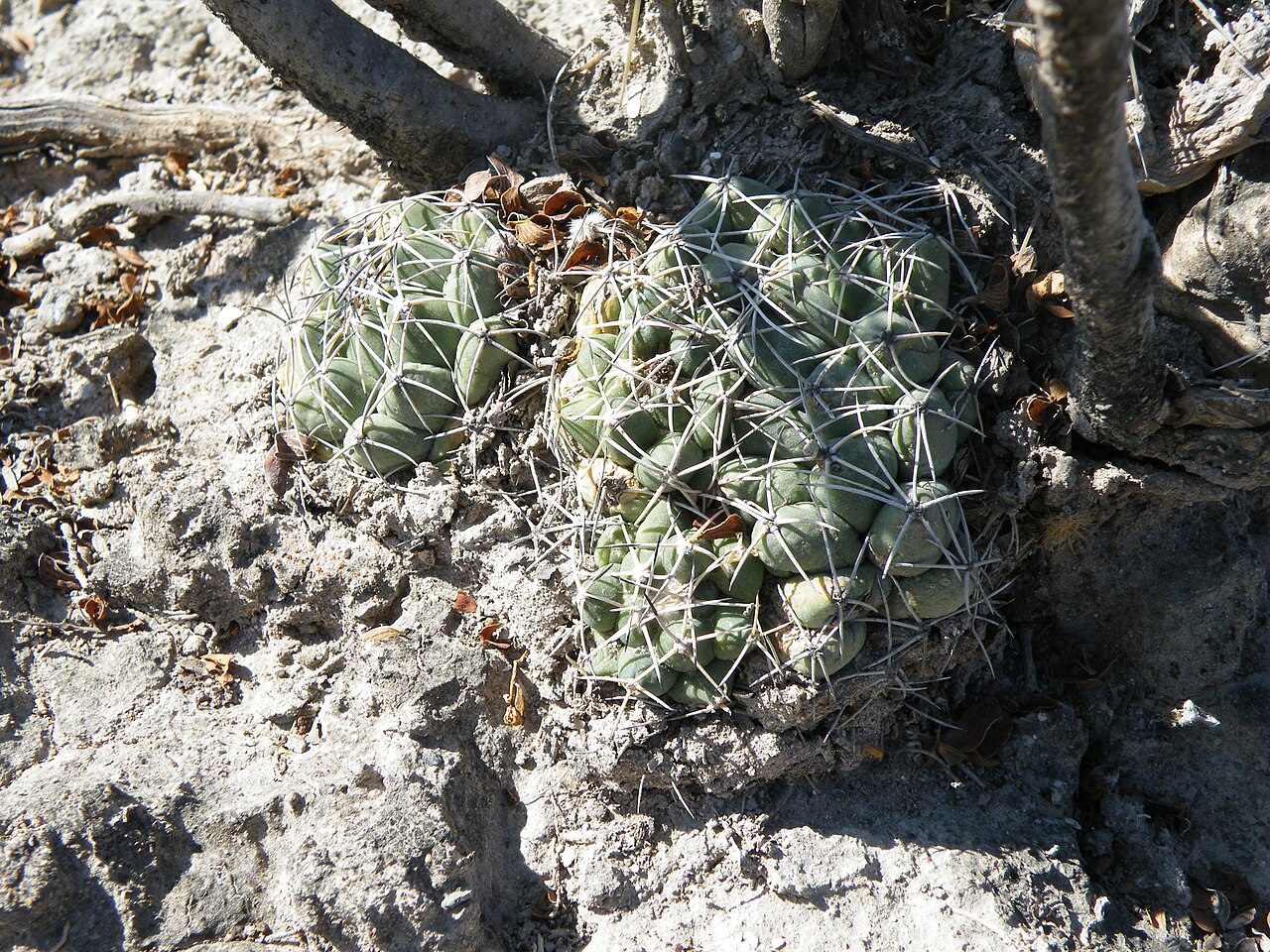 Cactus: Near La Morita, San Luis Potosi