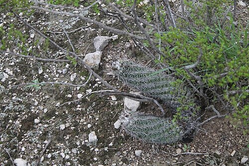 Coryphantha pulleineana: Coryphantha pulleineana in Mexico