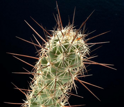 Coryphantha pulleineana: Coryphantha pulleineana