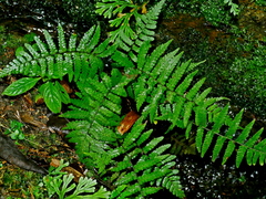 Coryphopteris angulariloba (Coryphopteris angulariloba)