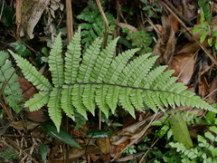 Coryphopteris angulariloba (Coryphopteris angulariloba)