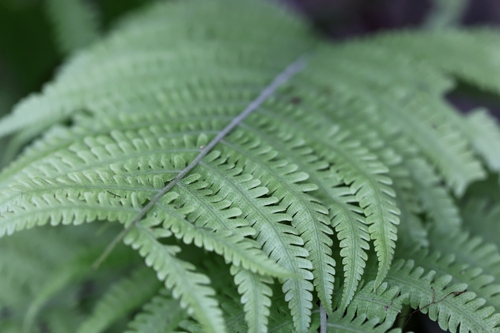 Coryphopteris angulariloba (Coryphopteris angulariloba)