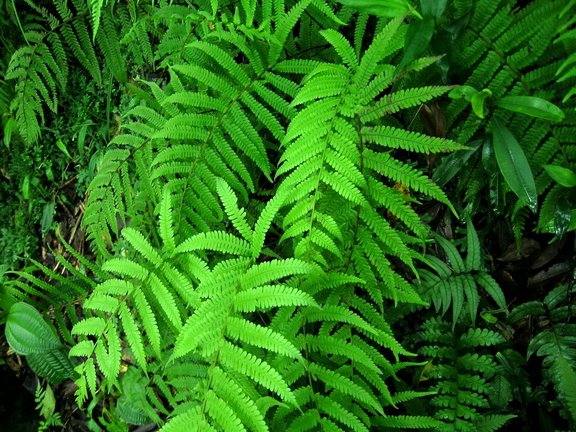 Coryphopteris japonica: 栗柄金星蕨/金星蕨科