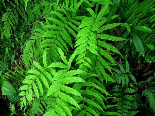 Coryphopteris japonica: 栗柄金星蕨/金星蕨科