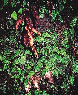 Coryphopteris marquesensis: Thelypteris marquesensis