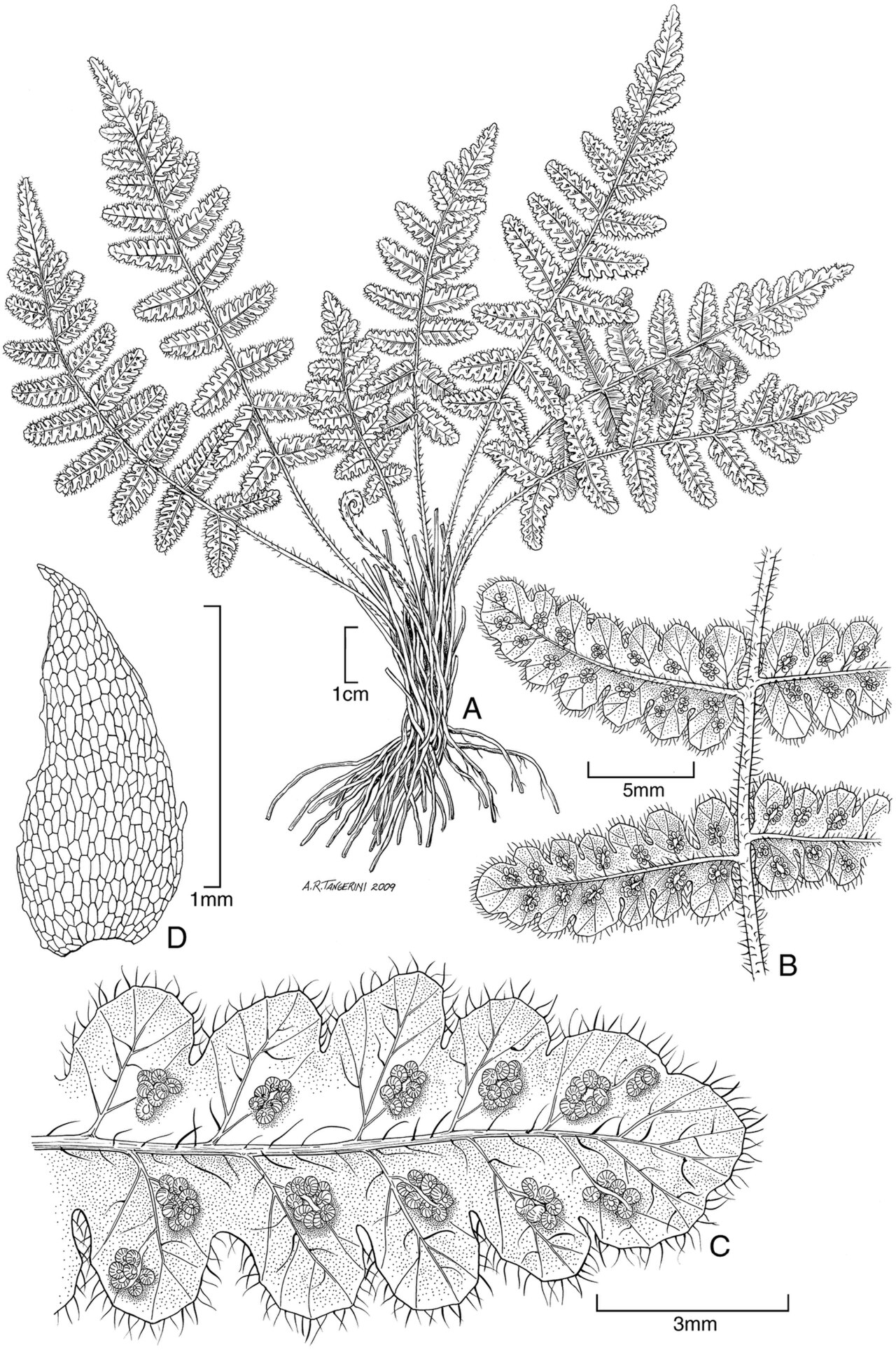 Coryphopteris marquesensis: Thelypteris marquesensis Lorence & K. R. Wood. A habit B lower surface fertile pinnae showing sori C lower surface of fertile pinna showing sori and hairs D rhi
