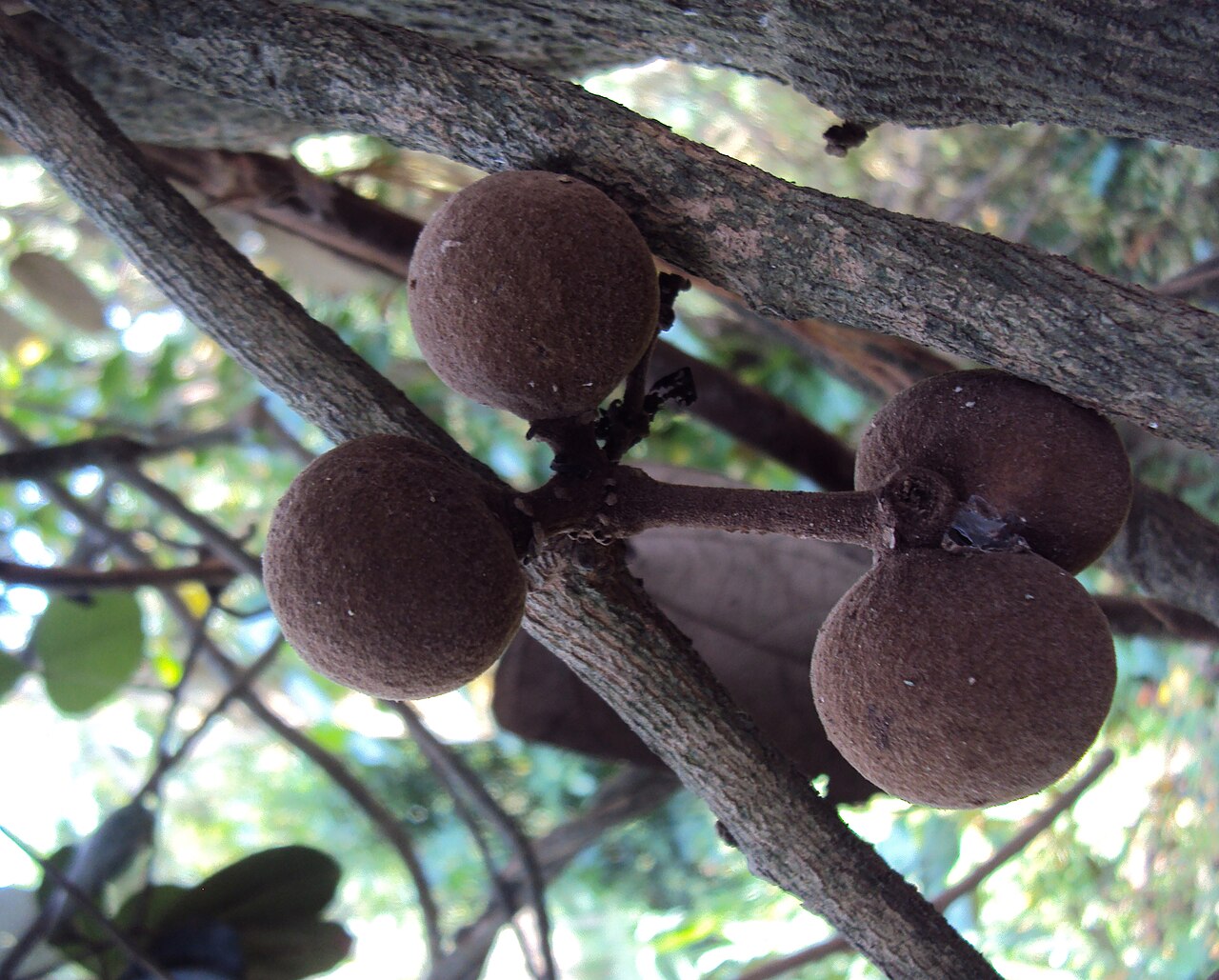Coscinium fenestratum: Coscinium Fenestratum