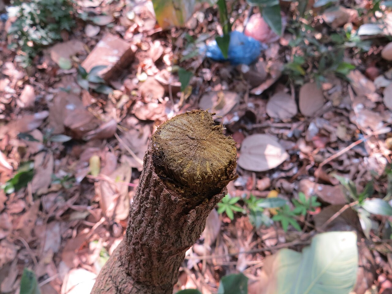 Coscinium fenestratum: Photos by Vinayaraj