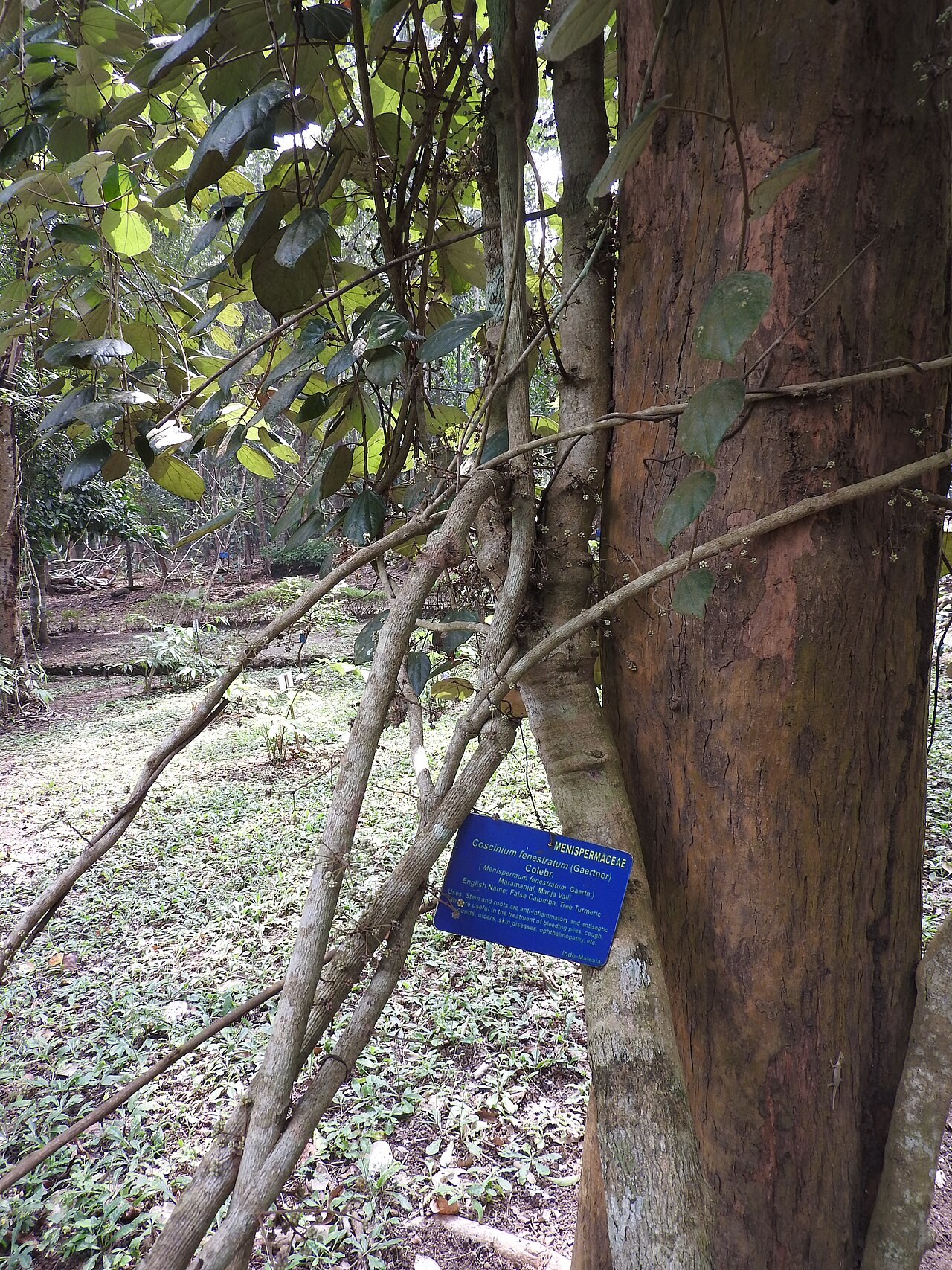 Coscinium fenestratum: Menispermaceae-tree turmeric;medicinal plant.