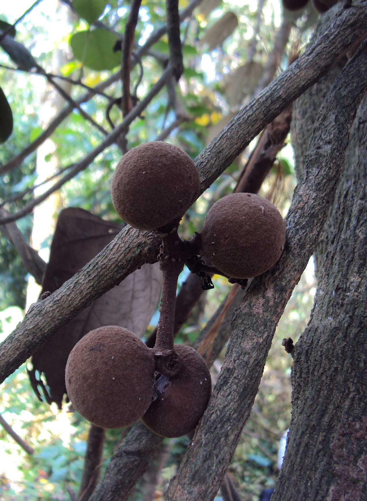 Coscinium fenestratum: Coscinium Fenestratum