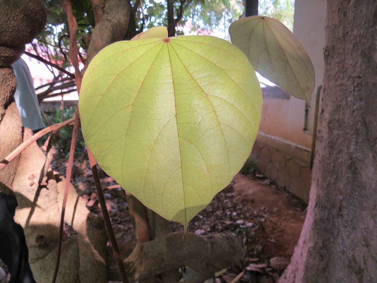 Coscinium fenestratum: Photos by Vinayaraj
