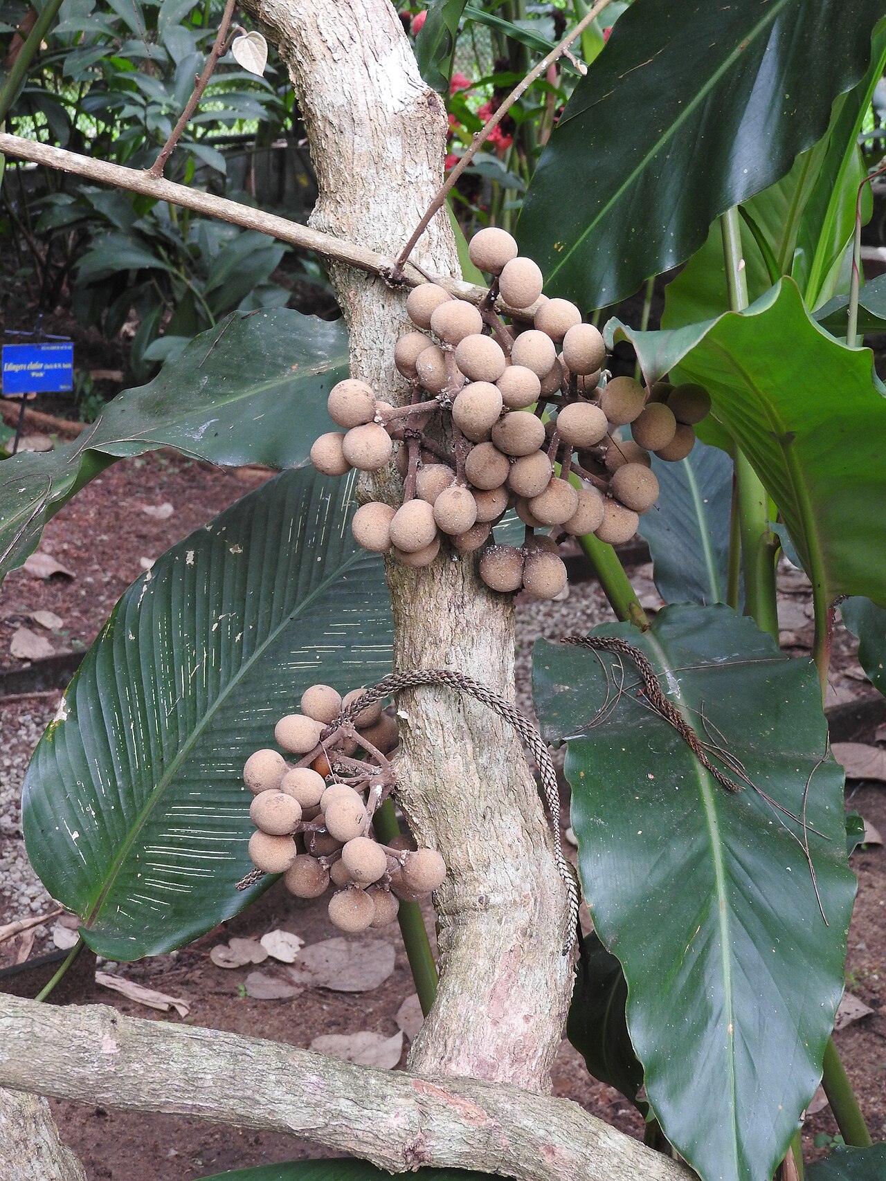 Coscinium fenestratum: Menispermaceae-yellow vine,false calumba;rare and critically endangered,woody climber.