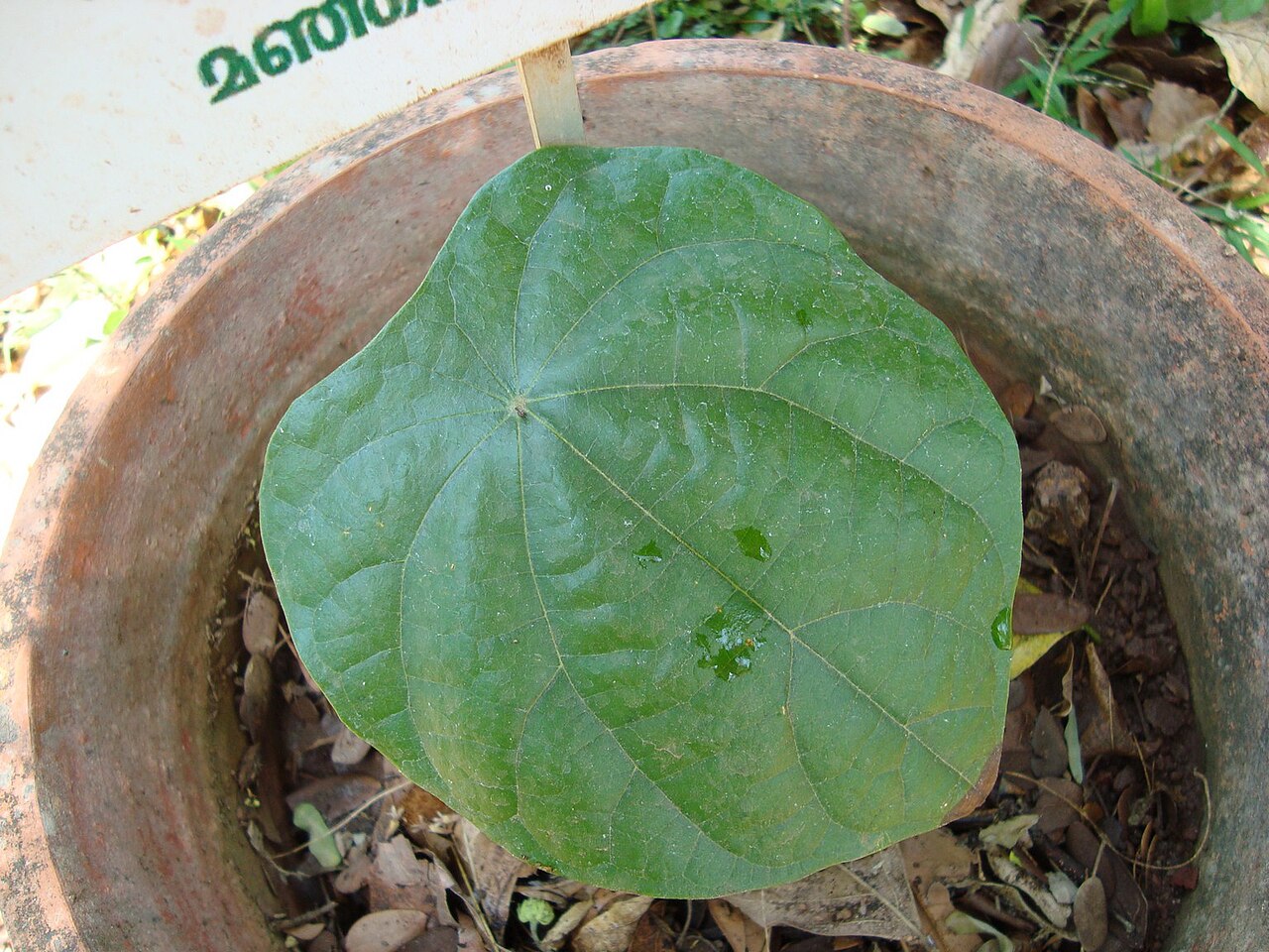Coscinium fenestratum: Coscinium fenestratum in Thrissur, Kerala, India