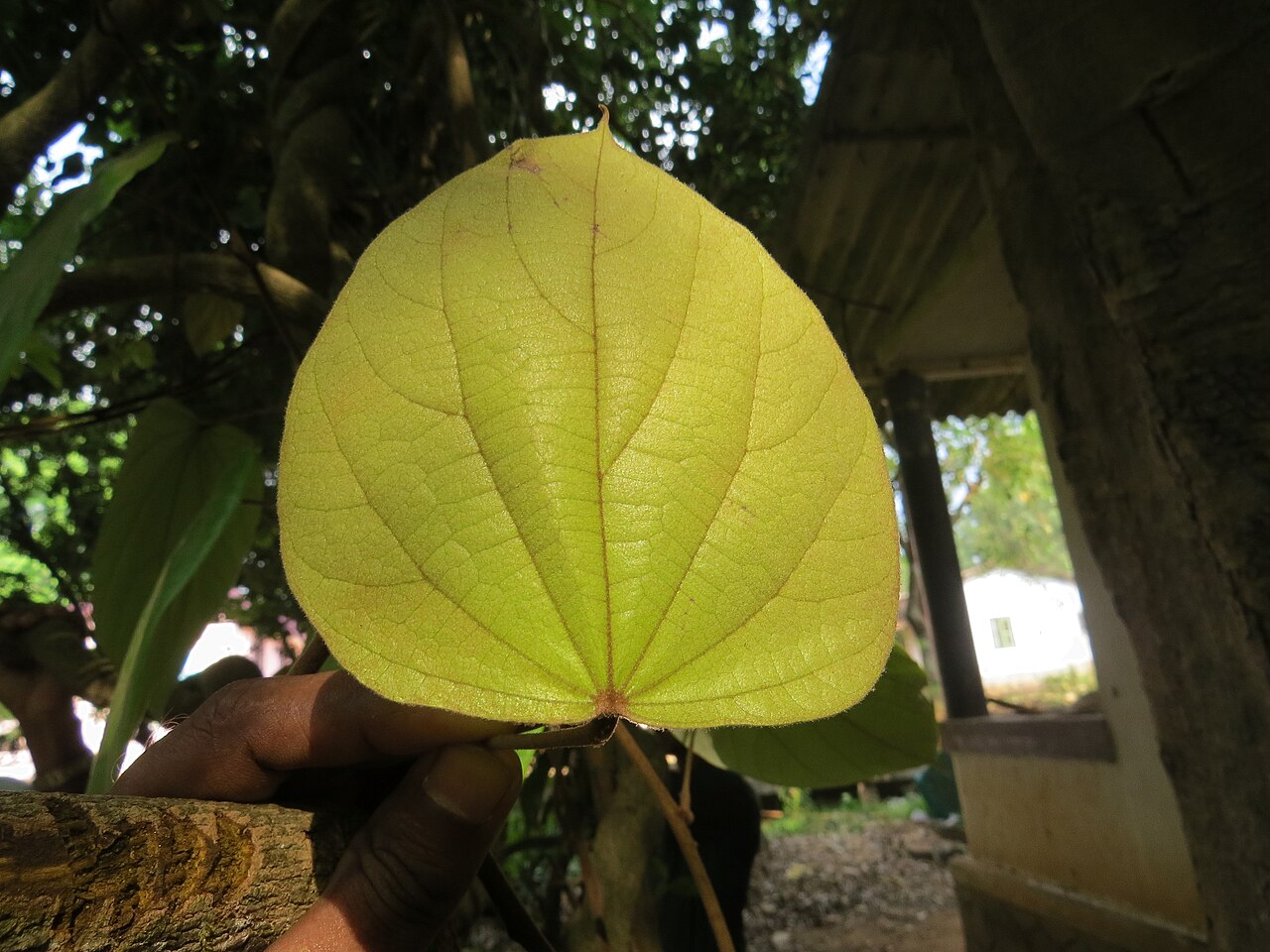 Coscinium fenestratum: Photos by Vinayaraj