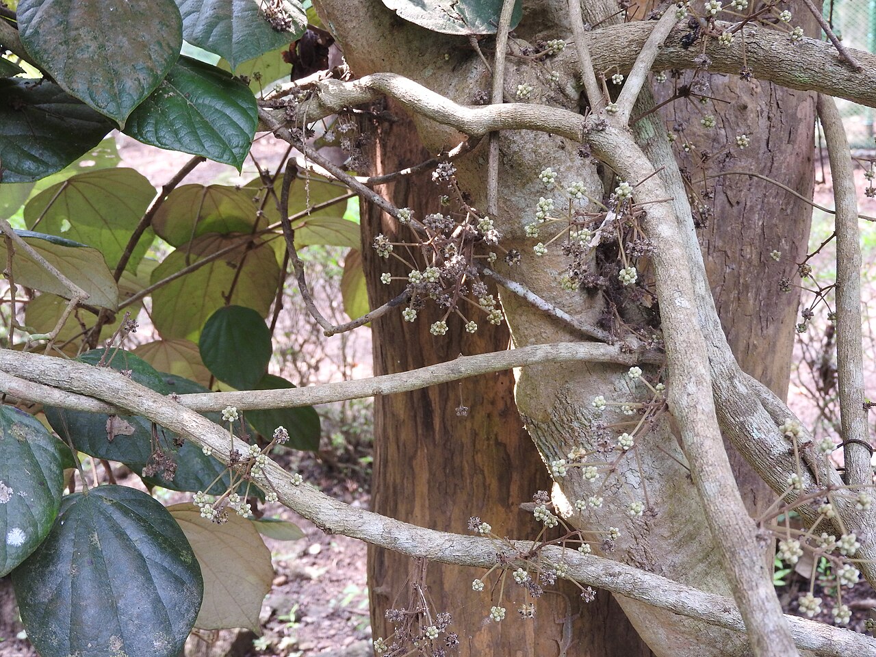 Coscinium fenestratum: Menispermaceae-tree turmeric;medicinal plant.