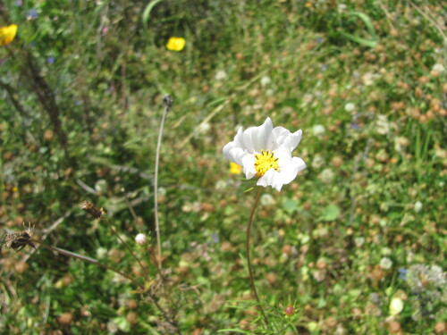 Garden cosmos (Cosmos bipinnatus)