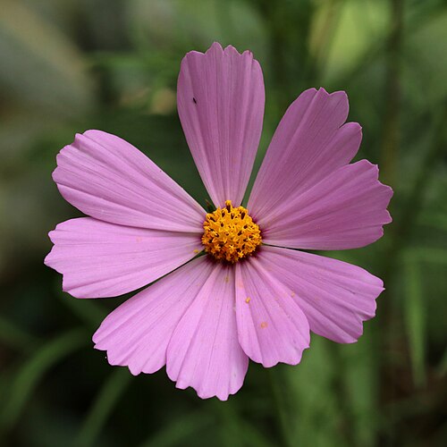 Garden cosmos: Garden cosmos, Mexican aster or Cosmea ( Cosmos bipinnatus ). Ukraine, Vinnytsia.