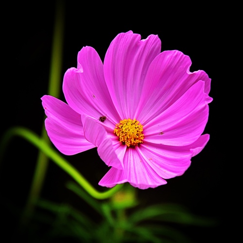 Garden cosmos (Cosmos bipinnatus)