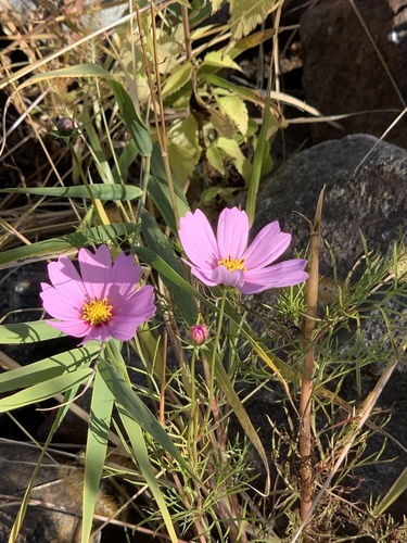 Garden cosmos (Cosmos bipinnatus)