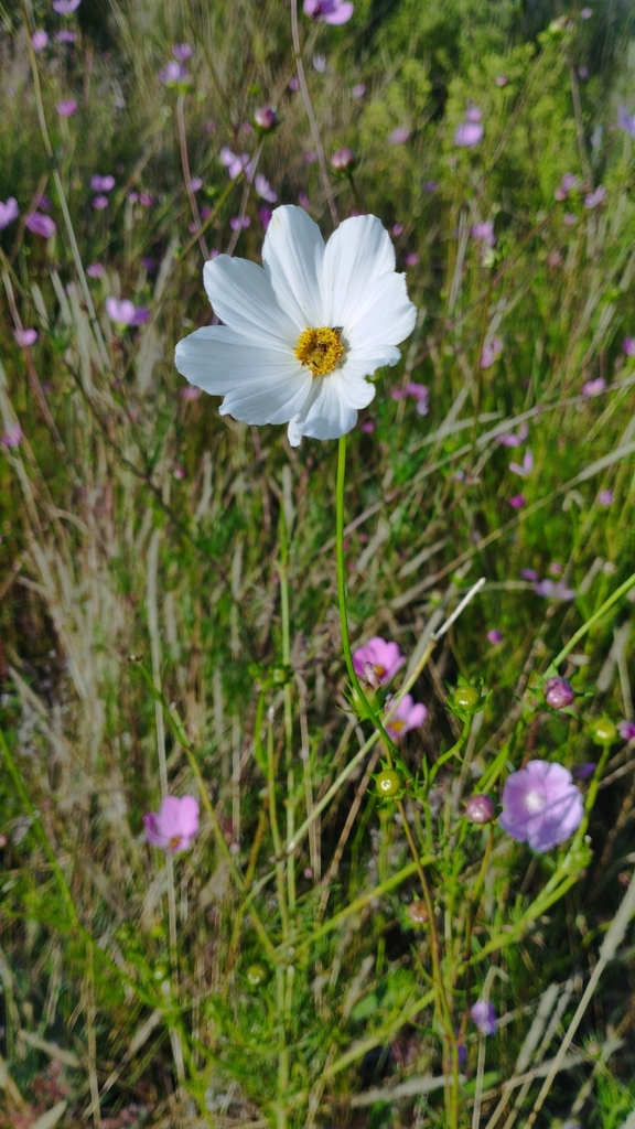 Garden cosmos (Cosmos bipinnatus)