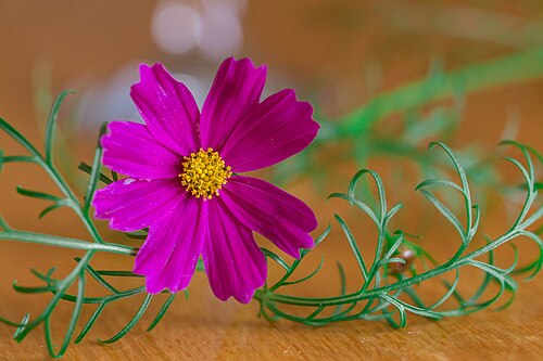 Garden cosmos: Accidentally went to take a picture and I pulled the little delicate flower up by its roots. It is on display now in the house and been the subject of a fun pho