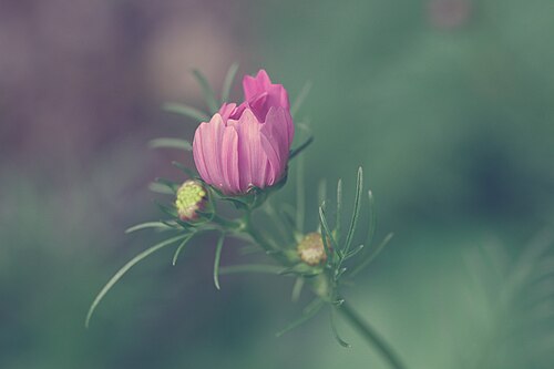 Garden cosmos: Wildflowers in the Side Yard Set
