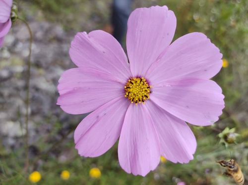 Garden cosmos (Cosmos bipinnatus)