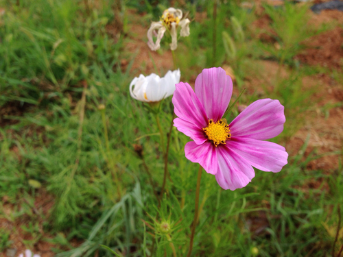 Garden cosmos (Cosmos bipinnatus)